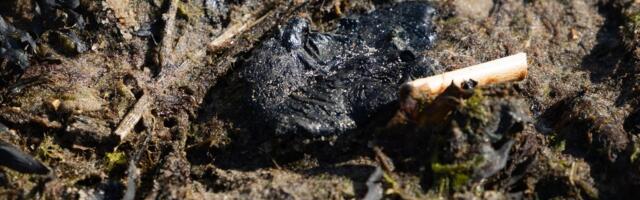 Keskkonnamet: masuudireostus võis Lääne-Virumaa randadesse jõuda Ust-Luga piirkonnast