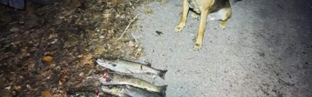 Harjumaal tabati kudevaid lõhelisi ahingutega veristanud röövpüüdjad