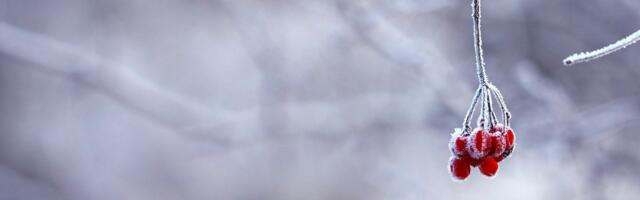 Jaanuar kujunes keskmisest soojemaks