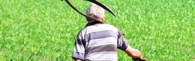 Tartus pannakse vikatid vihisema