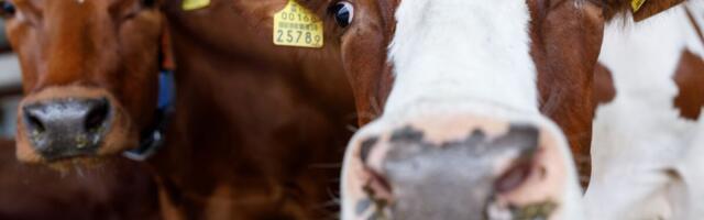 Riiklik veterinaarravimite andmebaas aitab võidelda antimikroobse resistentsusega