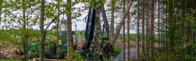 Tootjad ja tööstus hoiatavad: ELi metsaraadamise määrus vajab muutmist