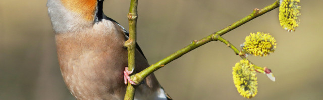 Fotolugu: suure nokaga lind