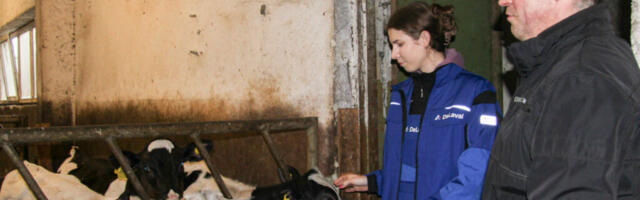 PÕLLUMAJANDUS | Lüpsilehmad kaovad Hiiumaalt kui kevadine lumi