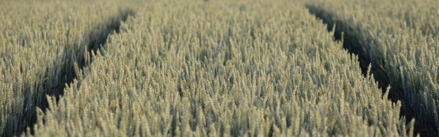 Eesti seab ELi põllumajandusarutelul fookusesse toidujulgeoleku