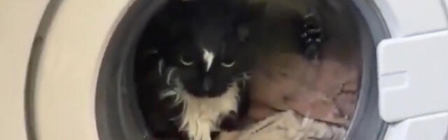 VIDEO: Moskvas pesi perenaine oma kassi ära