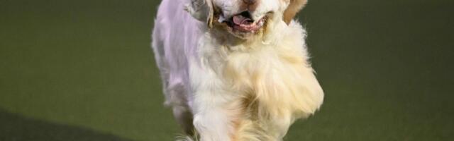 Uuring: koerad mõjutavad märkamatult koduõhu kvaliteeti