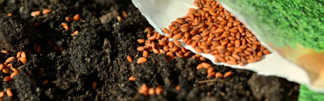 Seemnete tellimine postiga – millega tuleks arvestada?