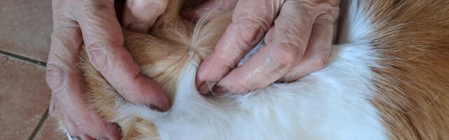PUTUKHAMMUSTUSTE HOOAEG ON KÄES: KUIDAS LEEVENDADA SÜGELUST JA MILLAL VÕIB OHTLIKUKS MINNA?