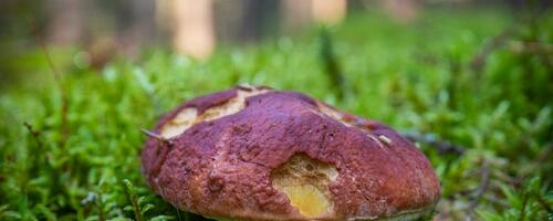 Valga Muuseum korraldab koostöös Riigi Metsamajandamise Keskusega huvilistele seeneretke