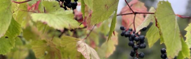 AHTO ILMAJUTUD | Suur suvi on lõppemas