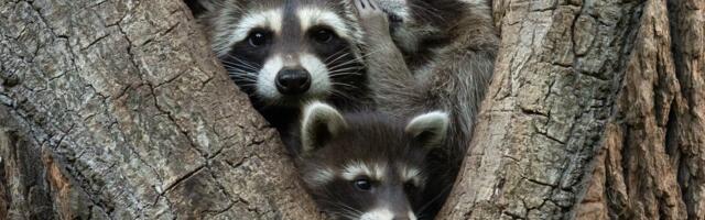 FOTOD | Nalja nabani! Selgunud on võistluse „Kõige naljakamad metsloomapildid 2024“ finalistid