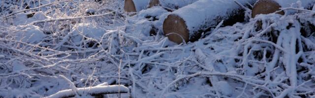 Kliimasõda Balti metsades: teadlased võitlevad raiumise nimel