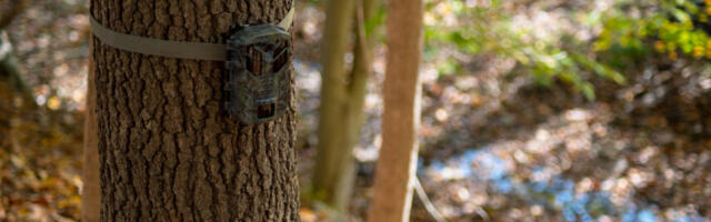 Riigimetsa ei tohi praegu rajakaamerat paigaldada. Erametsas tuleb armastatud loomavideote legaalseks filmimiseks läbida kadalipp