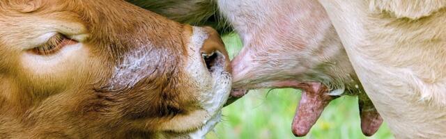 Piimalehmade arv langes Eesti kõigi aegade madalaimale tasemele