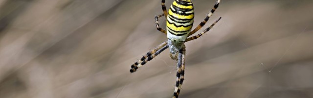 Eestis haruldane hammustav ämblik ilmutas end Jõgevamaal