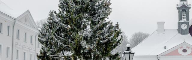 Tartu linn otsib jõulukuuske