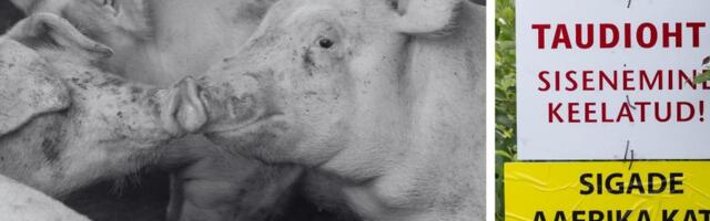 Loomakaitsjad: sigade katk viitab haigele ja julmale toidusüsteemile. Eelistagem taimset toitu