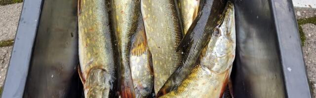 Kalastaja kurdab: miks on lubatud ainult viis haugi mehe kohta? Meri kubiseb kaladest