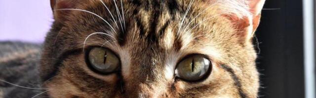 Sanktsioonid laienevad kõige ootamatumates suundades: Venemaa kassid enam rahvusvahelistele näitustele ei pääse