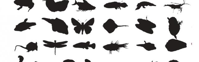 Keskkonnakunstinäitus „Teadmata“ juhib tähelepanu liikide väljasuremisele