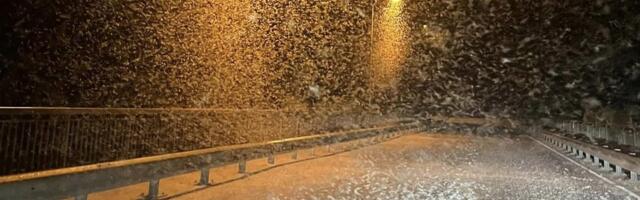 VIDEO | „Tuisk“ keset juulit: Lätis korraldasid miljonid putukad uskumatu vaatemängu