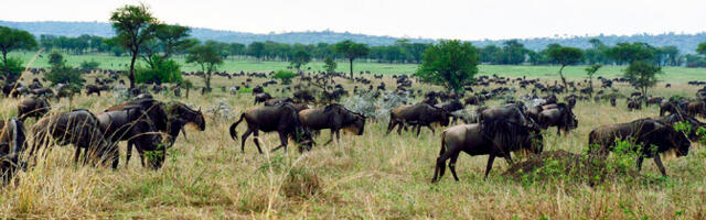 Gnuude iga-aastasel suurrändel on arvatust vähem osalisi