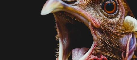 MEEDIAVALVUR: kui kana ei mune ja ainult kaagutab…