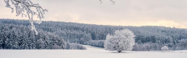 Ingka Investments viis Baltikumis lõpule metsamaade omandamise Södralt