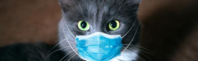 Soomes tuvastati kassil esmakordselt COVID-19