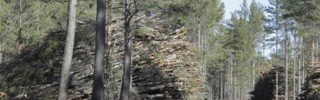 Ikea fond ostis metsa