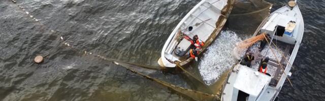 Eesti võib püüda tuleval aastal Läänemerel rohkem kilu ja räime