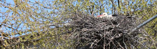 Keskkonnaamet keelas hävitada Nigula kurepesa