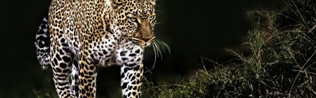 Aafrika leopardi geenid on üllatavalt mitmekesised