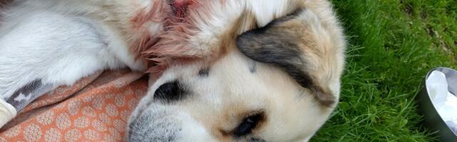 Kogenud jahimees: ,,Tapmisest hasarti sattunud huntide vastu ei ole muud lahendust kui küttimine“