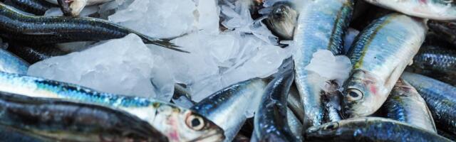 27. aprillil toimub iga-kevadine Varnja kalalaat!