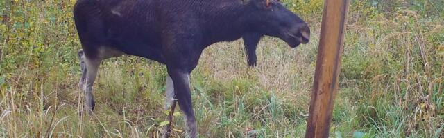 FOTO | Vaeseke! Tahkurannas jäi rajakaamerasse silmakoopasse kasvanud sarvega põder