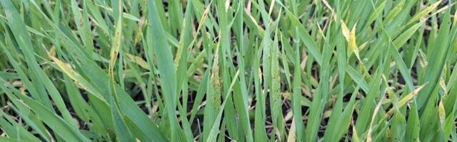 Taimekahjustajate monitooring: lehetäide arvukus vähenenud, helelaiksus ja jahukaste levivad