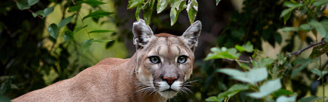 Ettevaatust: Eestis liigub ringi puuma, looma kohates talle ligineda ei tohi