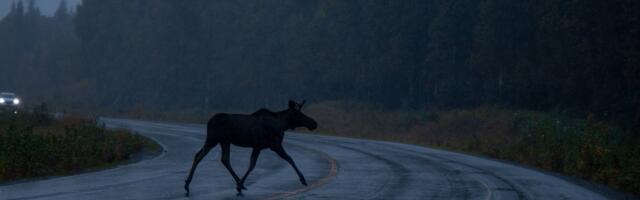 Kahele autole ette jooksnud põder põhjustas raske õnnetuse, hullemast pääses 11 inimest