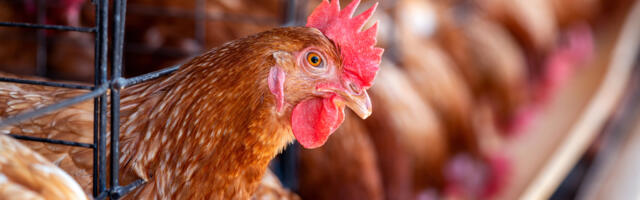 Nähtamatud Loomad esitas valitsusele ametliku pöördumise kanapuuride keelu eelnõu Riigikokku saatmiseks