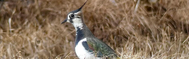 ORNITOLOOGIAÜHING PALUB TEATEID SAABUVATE RÄNDLINDUDE KOHTA