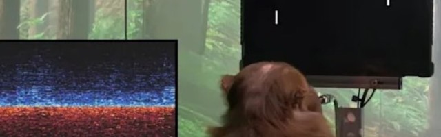 VIDEO | Elon Muski firma pani ahvi mõttejõul videomängu juhtima – algus suurtele asjadele neurotehnoloogias!