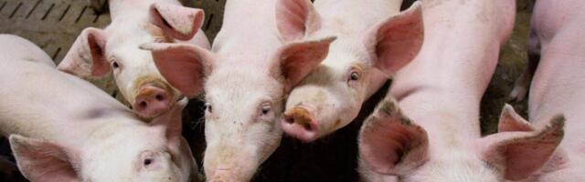 Põllumajandustootjate majandustulemused olid keerulisel 2023. aastal pigem tagasihoidlikud