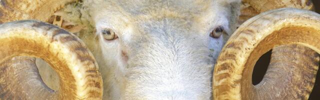 Horoskoop : põhjus, miks Jäärad on kõige paremad