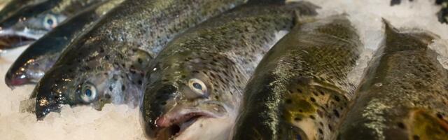 Mitmesaja tuhande eurose maksuvõlaga Vimida kalatööstus koondab üle 20 töötaja