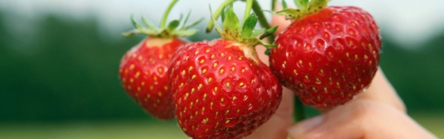 Lugeja küsib: kas 13-aastased võivad maasikakorjajatena töötada?