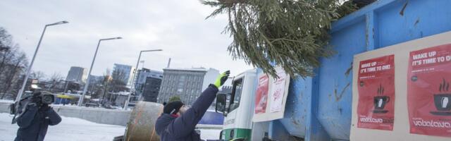 Haabersti jõulukuused lähevad Utilitasele hakkepuiduks