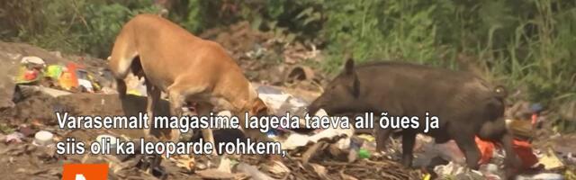 Kuidas elada kõrvuti eluohtike kiskjatega?