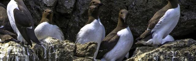 Kohutav: ookeani soojalaine tappis neli miljonit lõunatirku